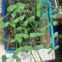 نشا خیار بوته ای  فقط فقط  ۲۵ تومن و نشا ریحان