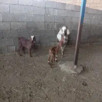بز دوقولو