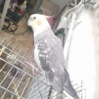 عروس هلندی گم شده