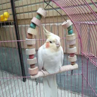 یک جفت عروس هلندی با یک ماده تک