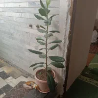 گل دیفن|گل و گیاه طبیعی|اسلام‌‌آباد غرب, |دیوار