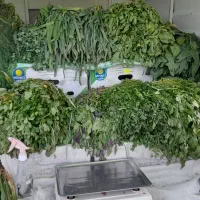 سبزی خوردنی و خورشتی آماده گرفتن سفارش