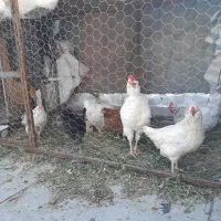 مرغ گلین ۷ عدد