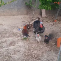 بوقلمون