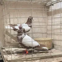 کبوتر|پرنده|زاهدان, |دیوار