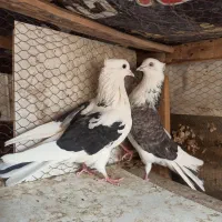 نر و ماده دهن جور پرشی