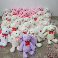 خرگوش جیلی کت