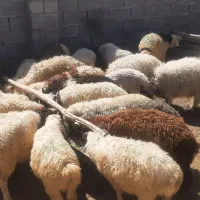 بره شیر کهره چپش نری
