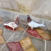 یک جفت کبوتر