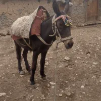 سلام قاطر باری سواری دست پا سالم