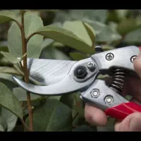 هرس اصولی درختان میوه