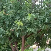امتیاز باغچه