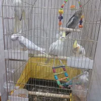 عروس هلندی