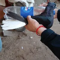 کبوتر کفتر پرنده اشعل نر دم سفید ۱۵پردم فاق