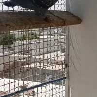 کفتر