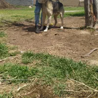 سگ پژدر
