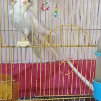 عروس هلندی