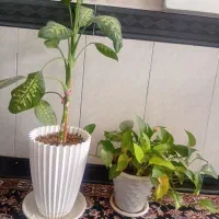 گل طبیعی