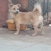 سگ کوچک