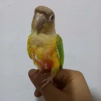 گیرینچیک ماده