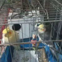 طوطی عروس جفت