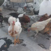۱۸ عدد نیمچه مرغ اصل کردی درجه ۱