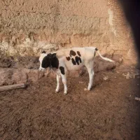 فروش گوساله نر