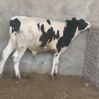 جوانه نر