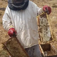 عسل طبیعی