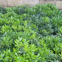 برگ بو|گل و گیاه طبیعی|چهاردانگه (تهران), |دیوار