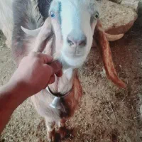 چند عدد کهره نر سرحال