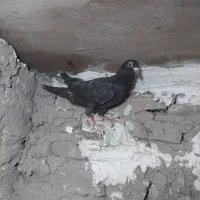 یک جفت کفتر زاغ آلمانی درجه یک