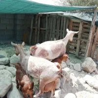 عمانی