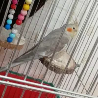 پرنده|پرنده|چغادک, |دیوار