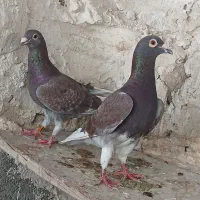 کبوتر قوره ای. شهری