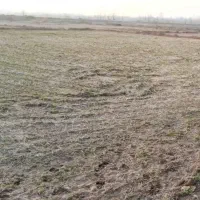 فروش ۴ طناب زمین کشاورزی در شهر قوشچی