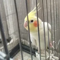 عروس هلندی نر دوساله