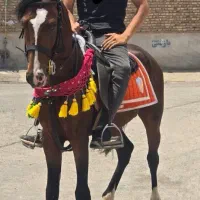 اسب کورد