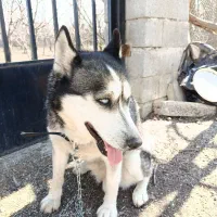 سگ هاسکی نر