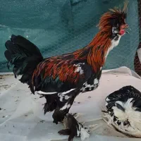 مرغ و خروس سلطان