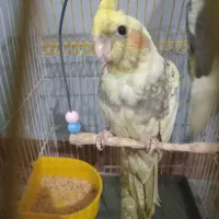عروس هلندی ماده گل باقالی