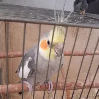 پرنده هلندی نر