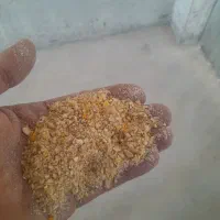 دانه مرغ تخم گذار و جوجه