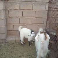 بز آبستن با کره ماده سه ماه