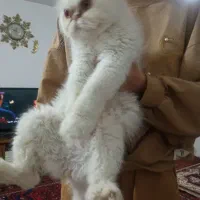 گربه|گربه|تبریز, |دیوار
