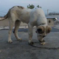 توله الابای خراسان