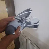 کبوتر