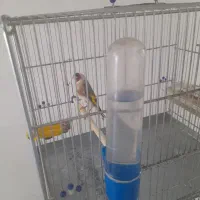 سهره دهن لر