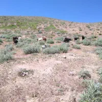 بز نرو ماده