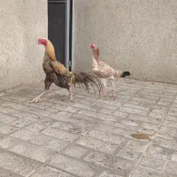 مرغ و خروس از بهترین نصل